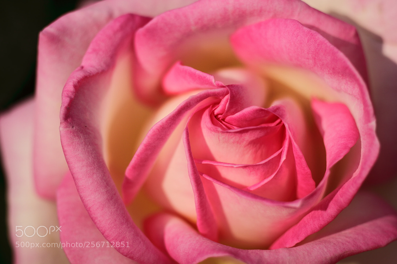 Canon EOS 7D + Canon EF 50mm F1.8 II sample photo. Rose like a origami photography