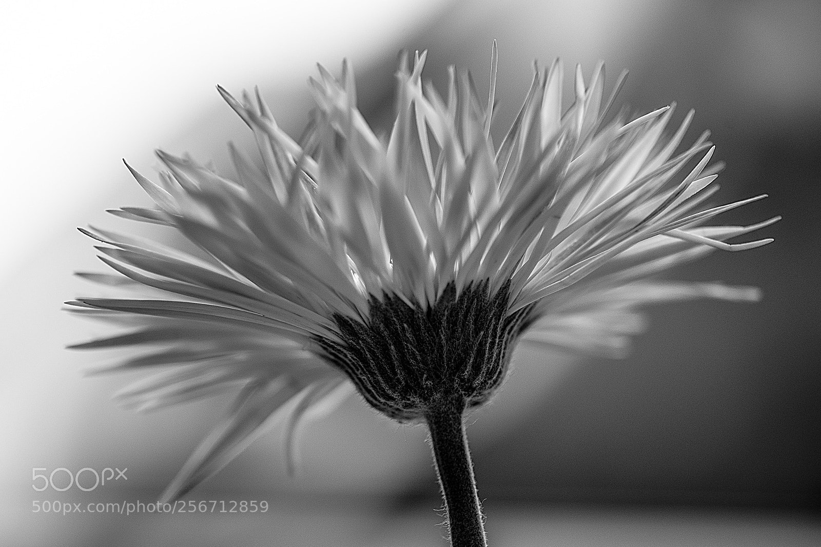 Nikon D750 sample photo. Blossom photography
