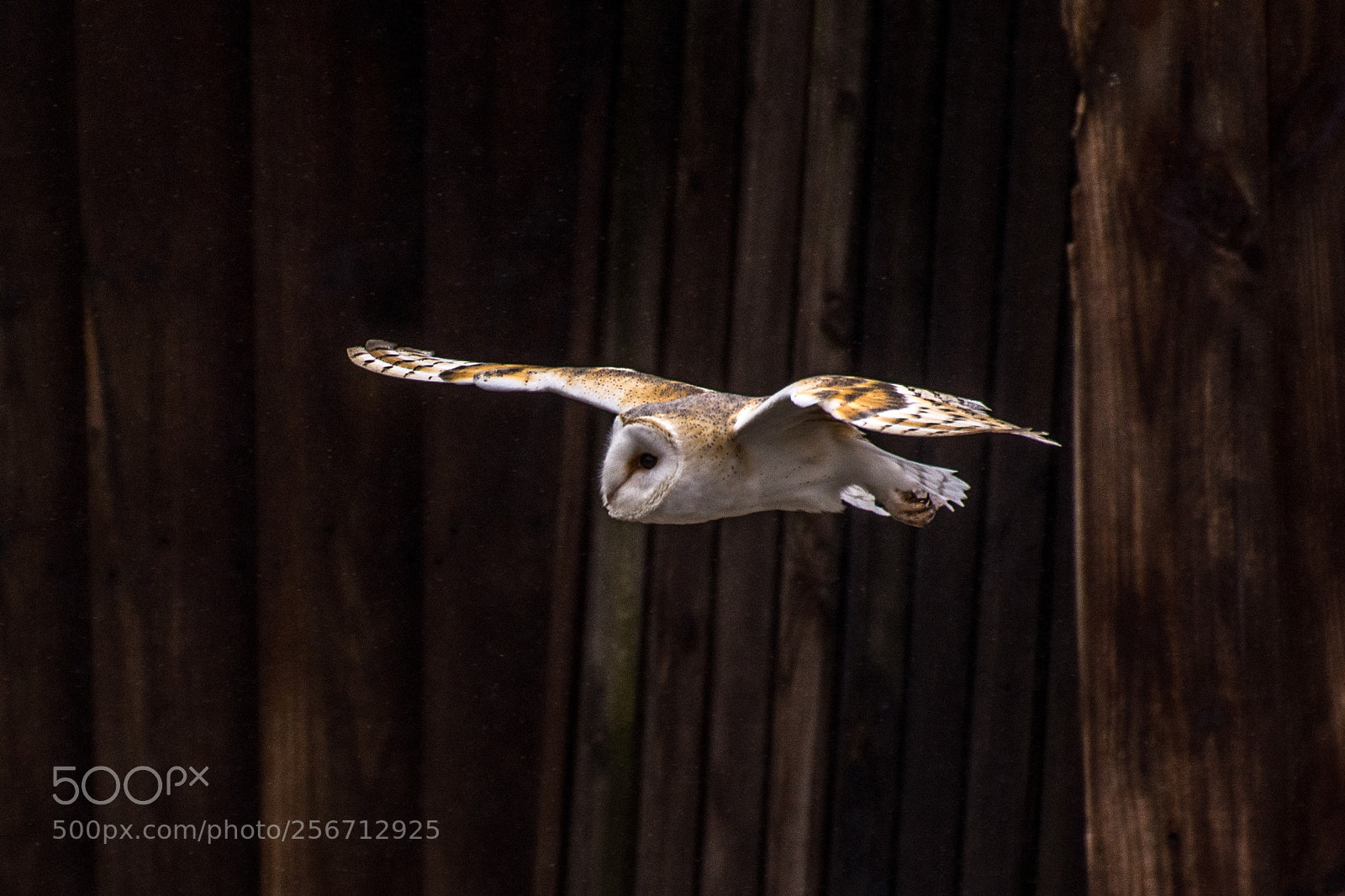 Nikon D7200 sample photo. Barn owl photography