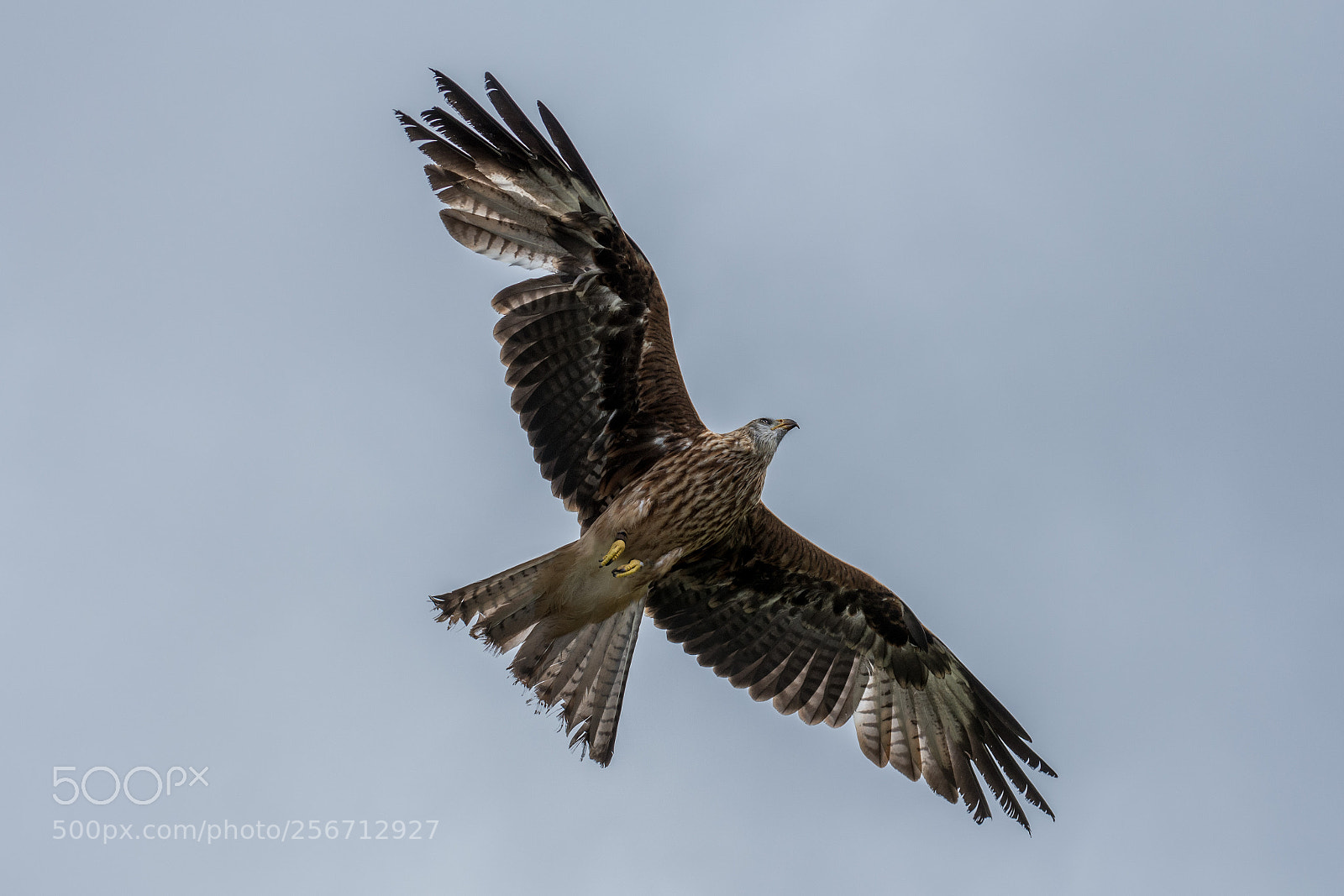Nikon D7200 sample photo. Red kite photography