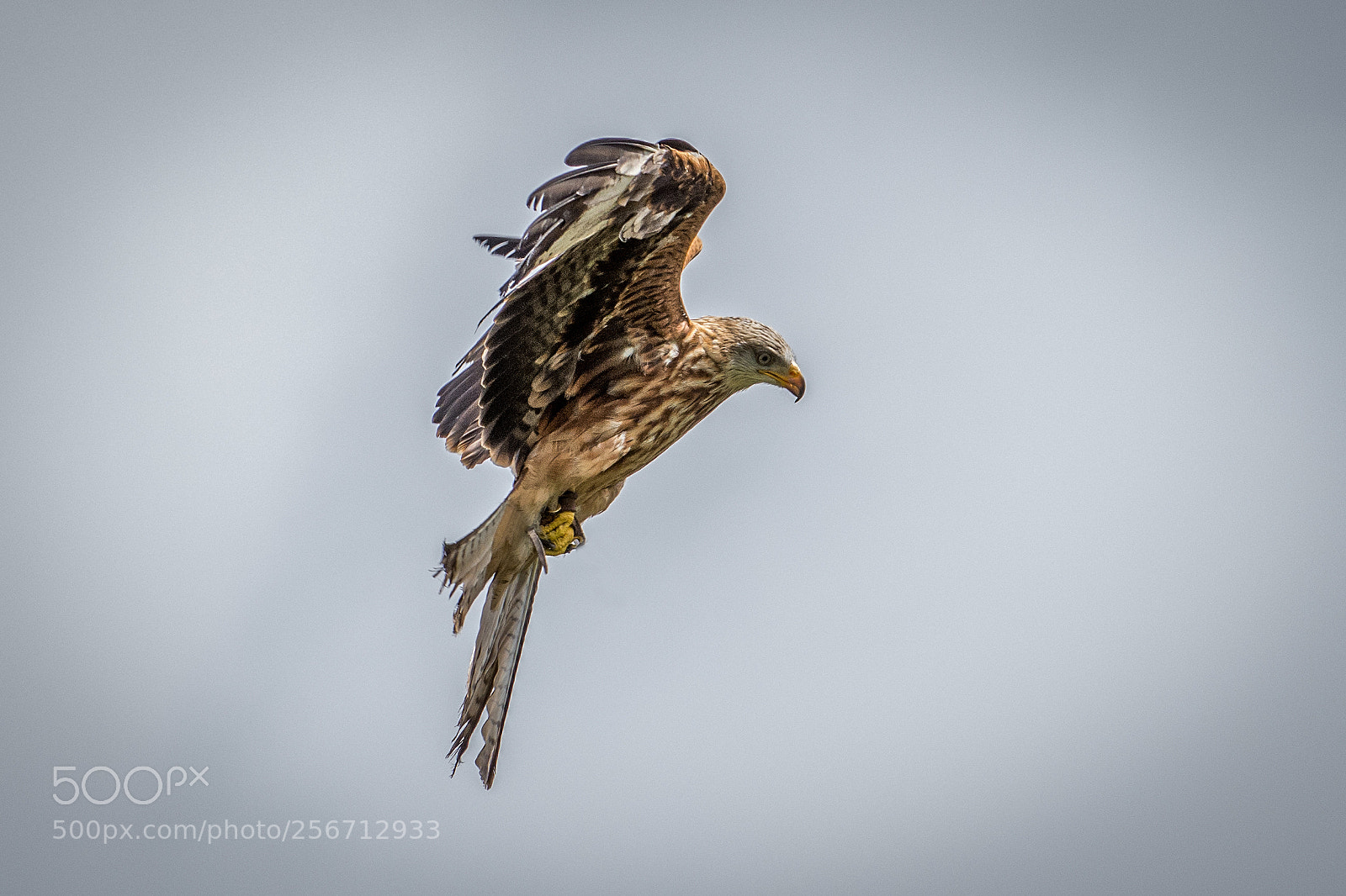Nikon D7200 sample photo. Red kite photography