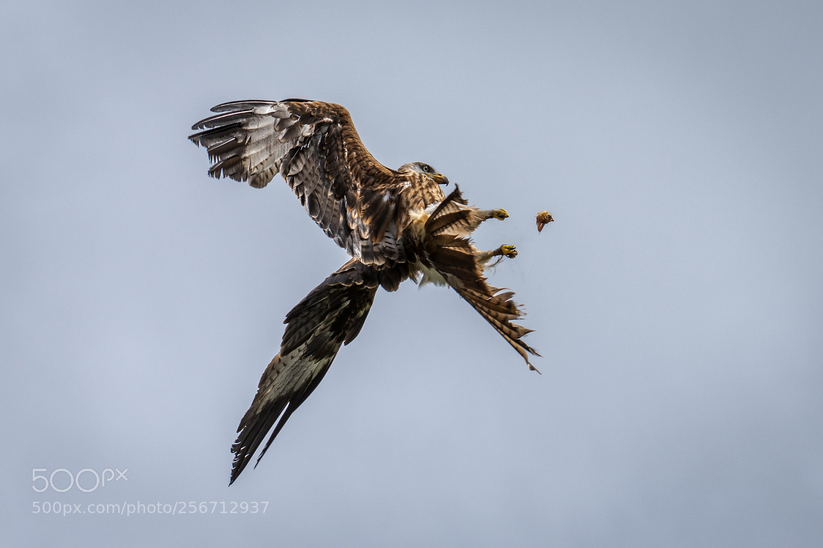 Nikon D7200 sample photo. Red kite photography