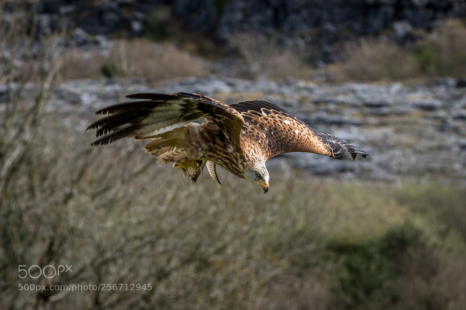Nikon D7200 sample photo. Red kite photography