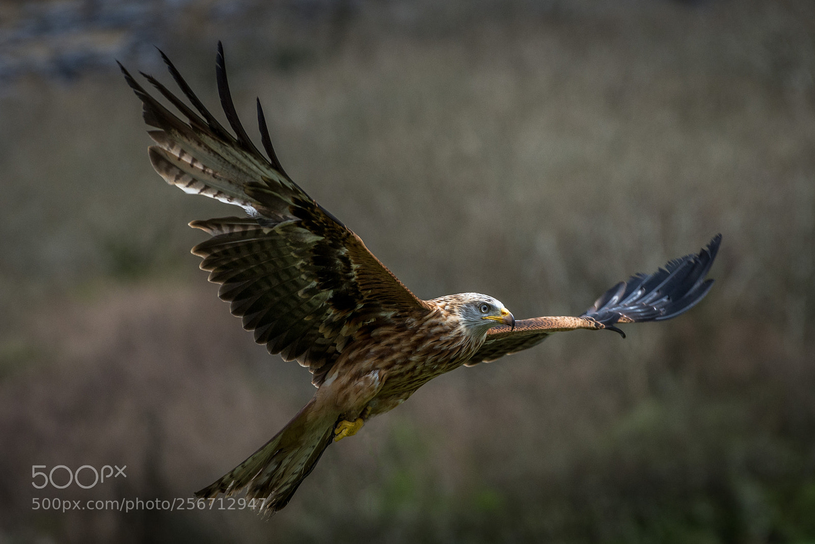 Nikon D7200 sample photo. Red kite photography