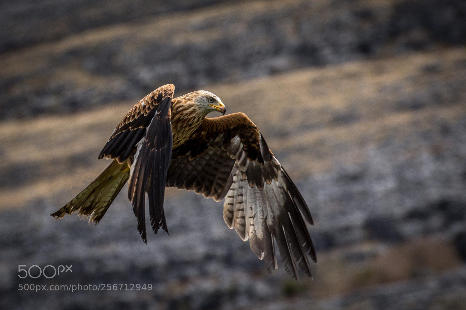 Nikon D7200 sample photo. Red kite photography