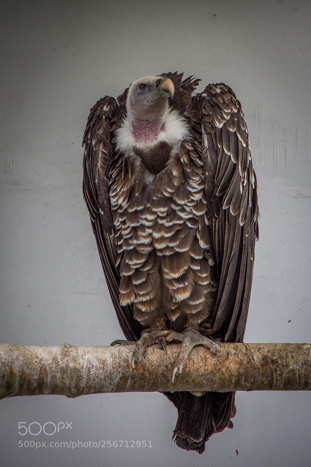 Nikon D7200 sample photo. Vulture photography
