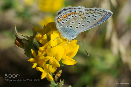 Sony Alpha DSLR-A850 sample photo. Pseudophilotes schiffermuelleri photography