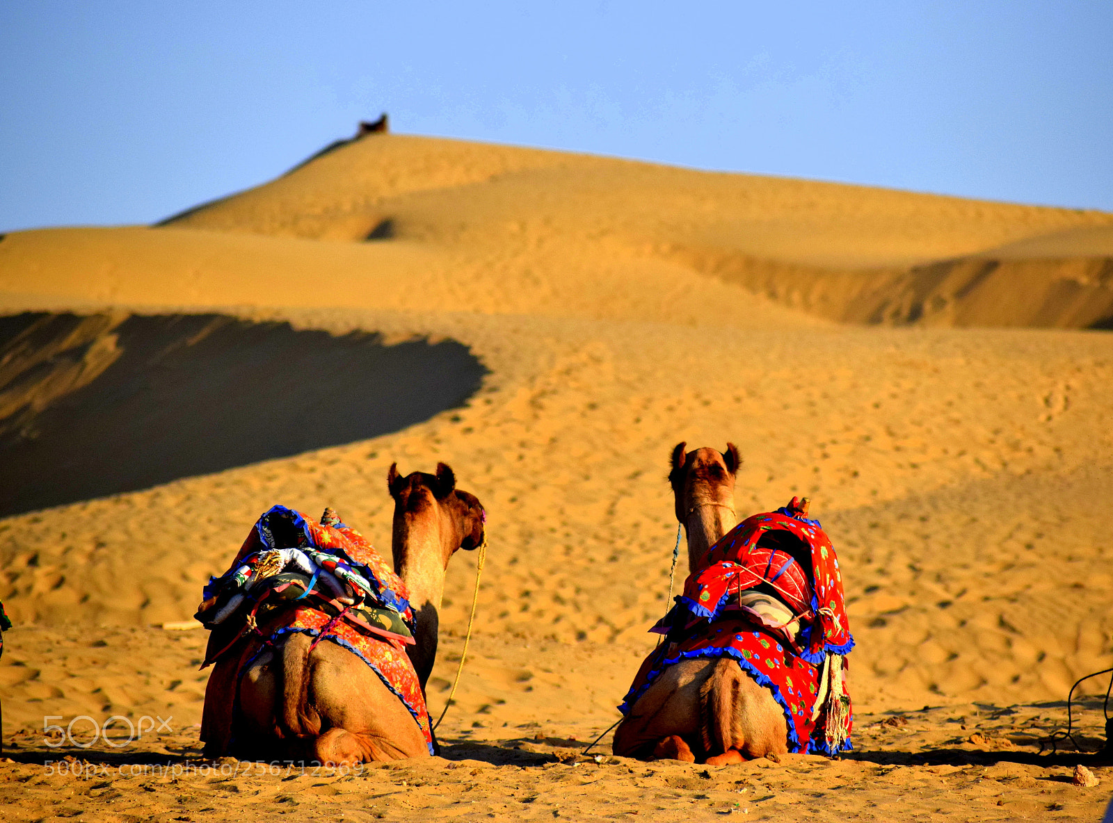 Nikon D3300 sample photo. Life @thar desert photography