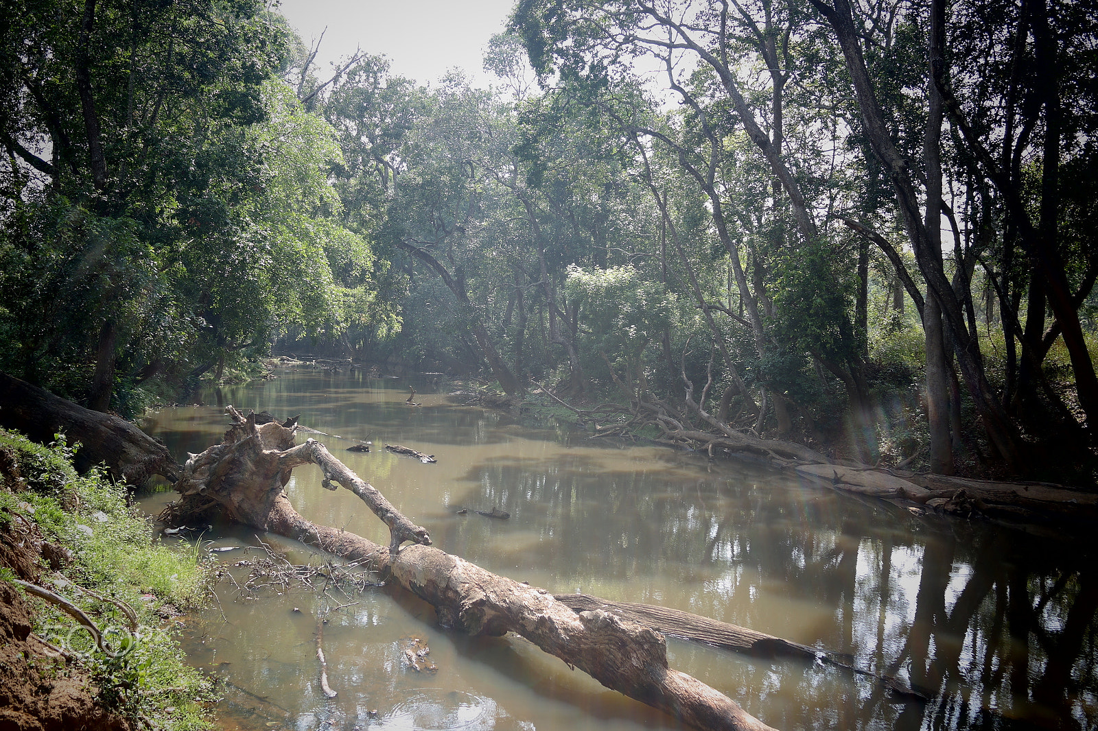 Samsung NX2000 sample photo. Muthanga wild life santurary photography