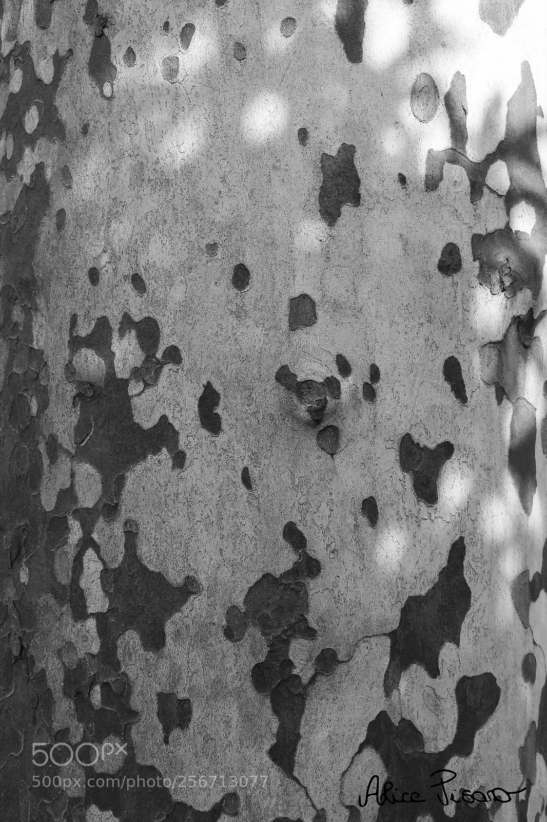 Canon EOS 100D (EOS Rebel SL1 / EOS Kiss X7) sample photo. Tree texture photography
