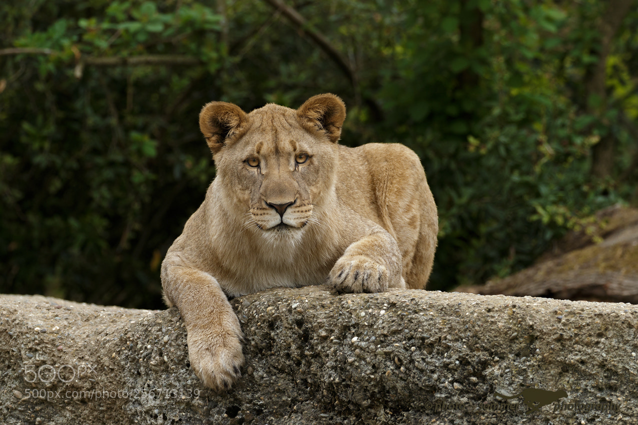 Canon EOS 70D sample photo. Young lioness photography