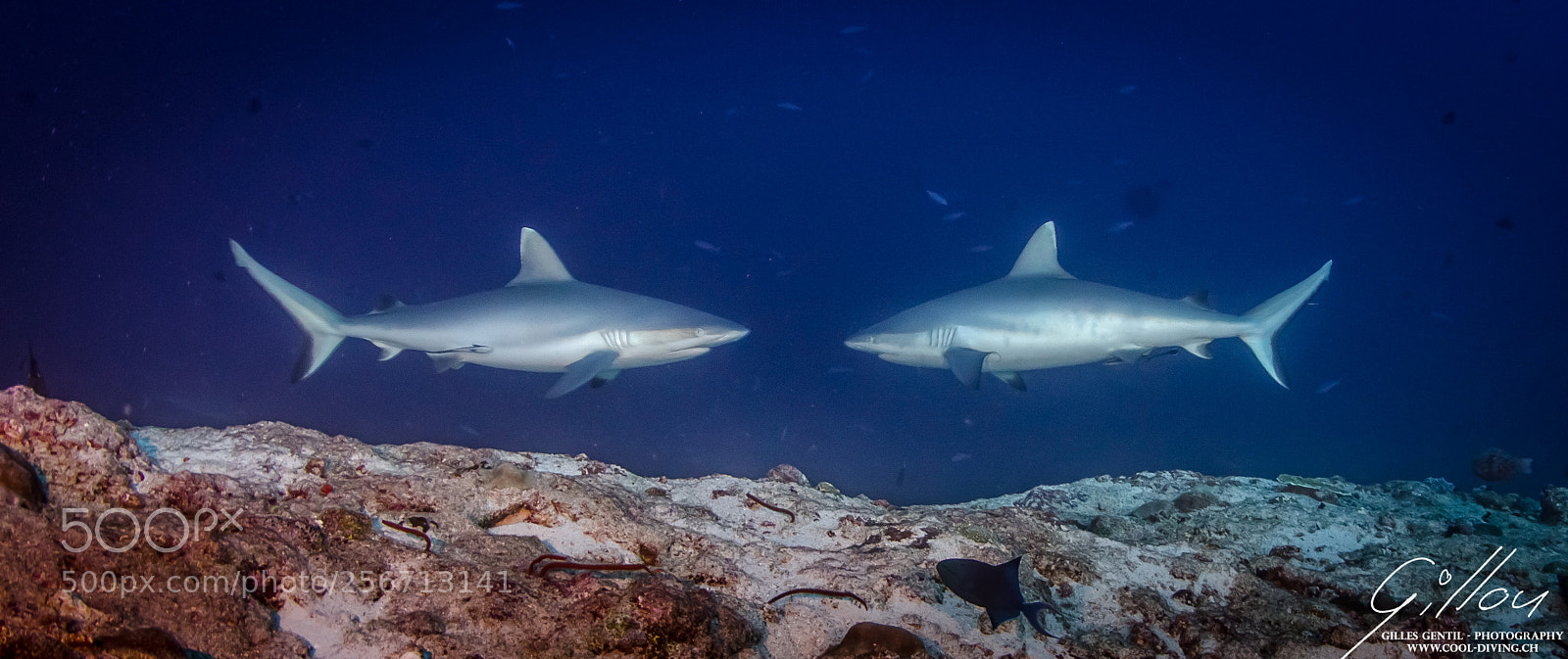 Nikon D7000 sample photo. Duo de requin gris photography