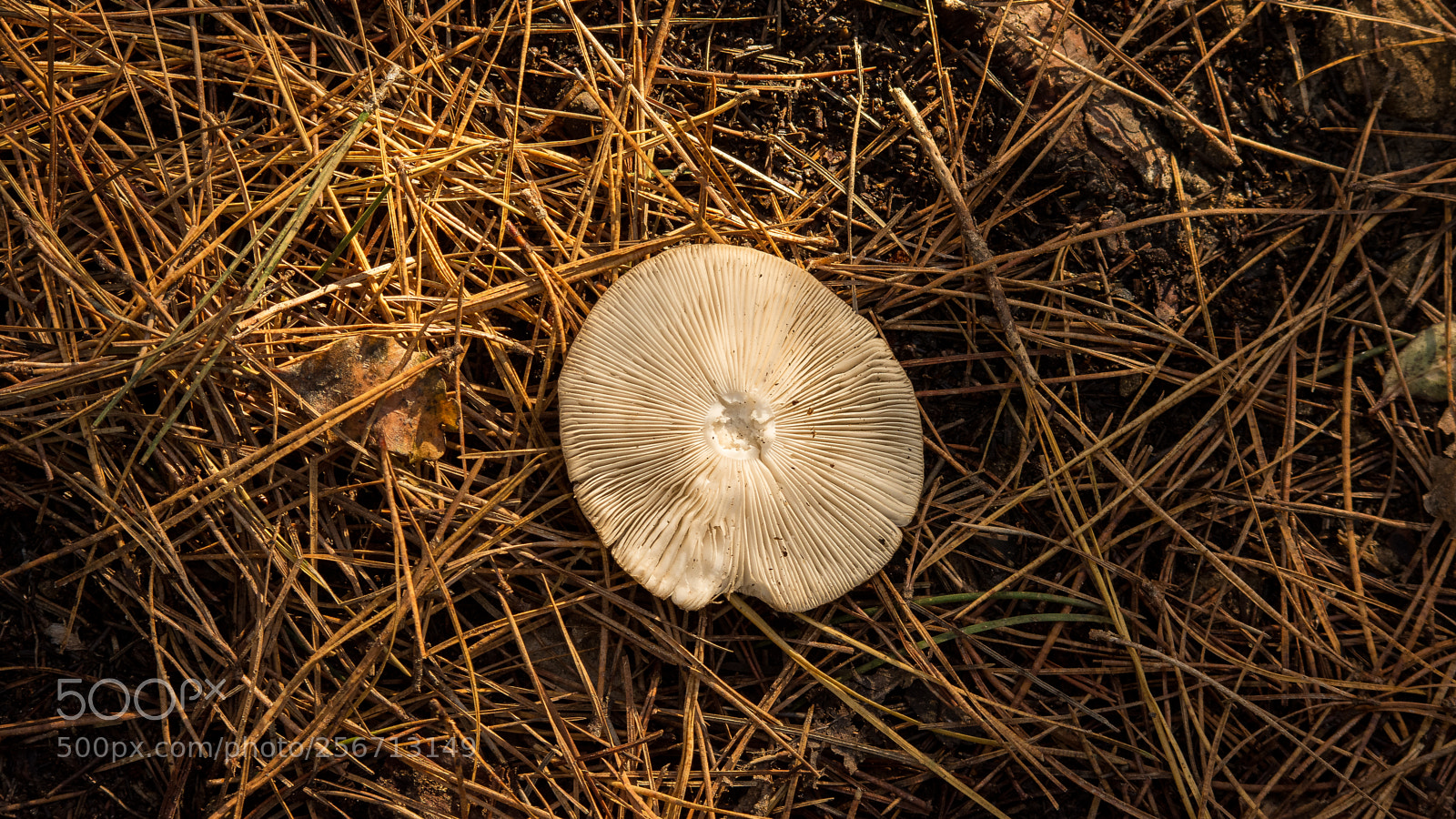 Nikon D7200 sample photo. Toadstool on forest floor photography