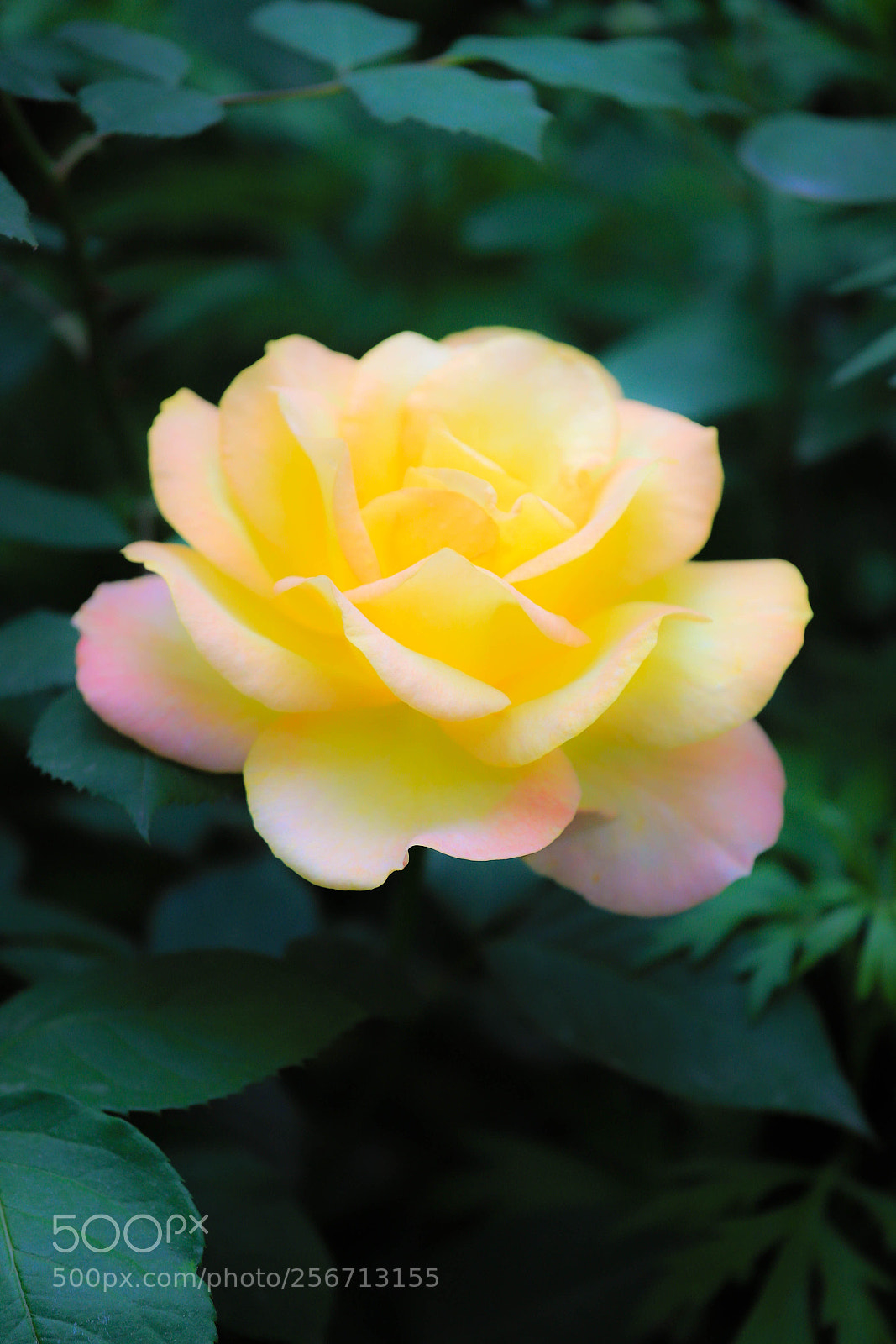 Canon EOS 6D Mark II sample photo. Rosa marr n cr photography