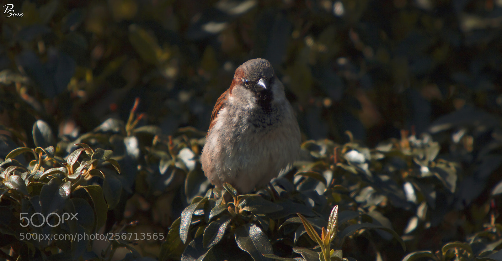 Canon EOS 760D (EOS Rebel T6s / EOS 8000D) sample photo. Photo for a bird's photography