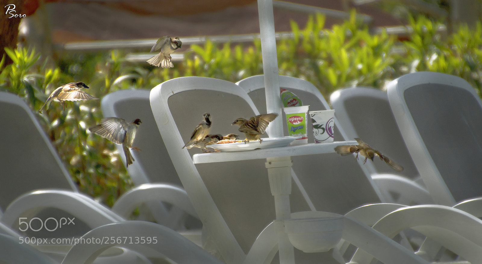 Canon EOS 760D (EOS Rebel T6s / EOS 8000D) sample photo. Guys, let's celebrate ! :))) ... photography