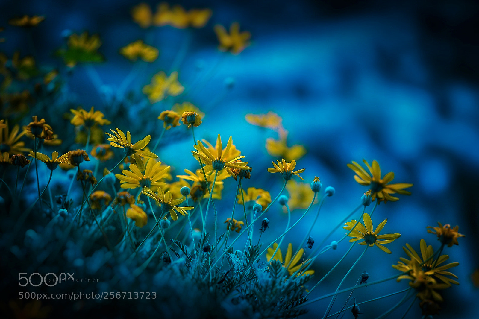 Canon EOS 6D sample photo. Deepblue.. photography