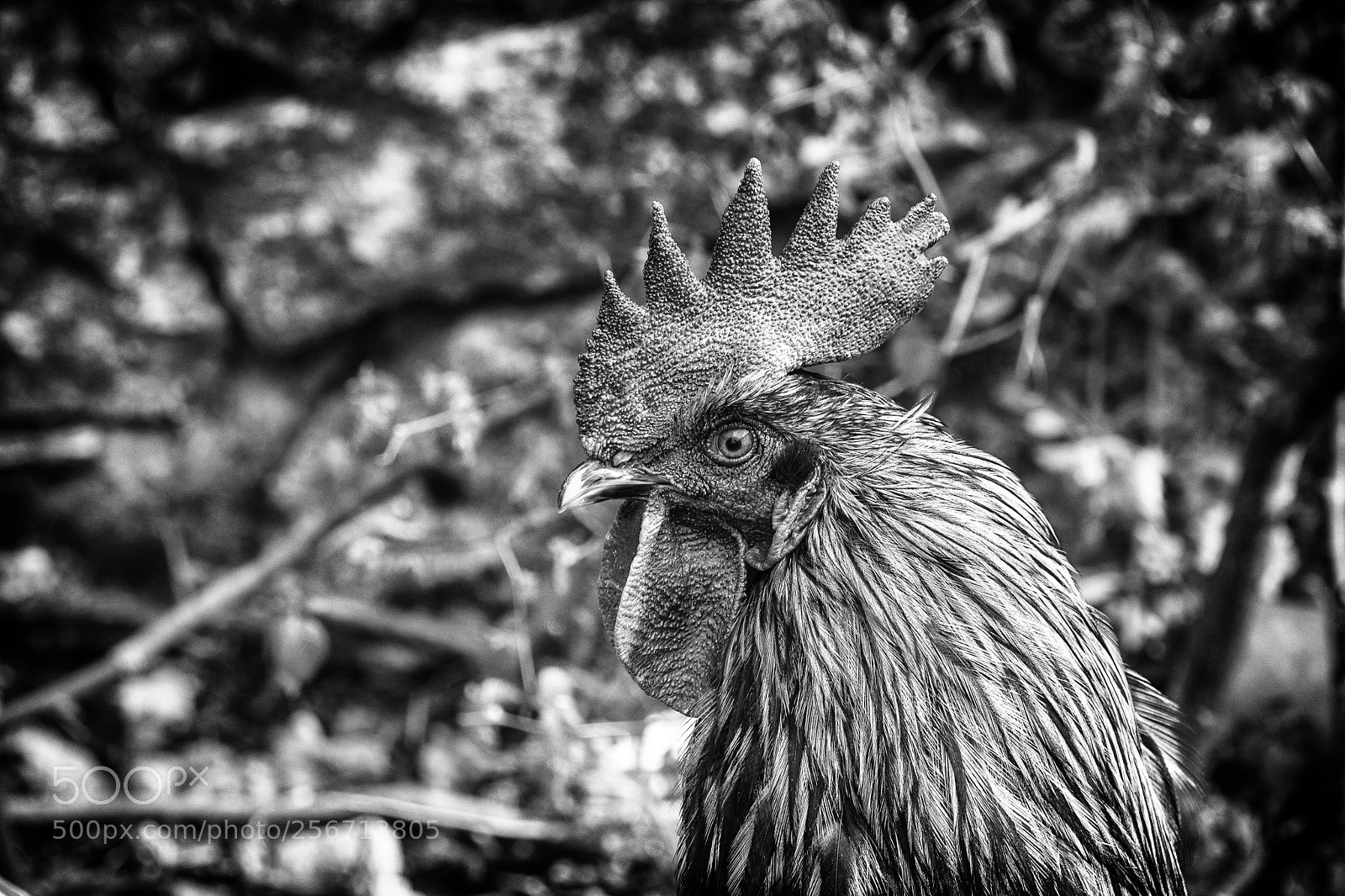 Nikon D7200 sample photo. Gallo photography