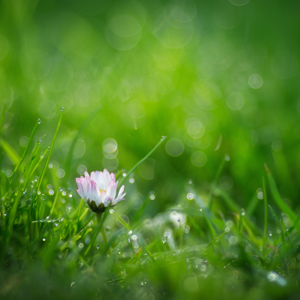 IMAGE: https://drscdn.500px.org/photo/256713867/m%3D900/v2?user_id=531773&webp=true&sig=551387ebb9d143cb48f48a2484411b4a484276d4211c4b4b16aaf1e43f0f13b2