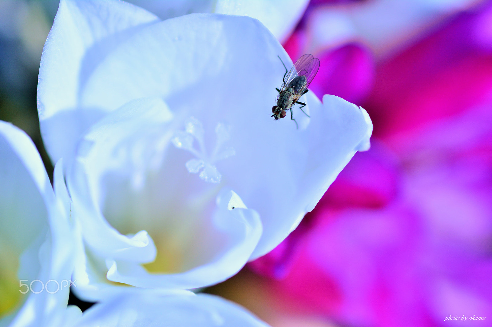 Nikon D5200 sample photo. (sweet smell) photography