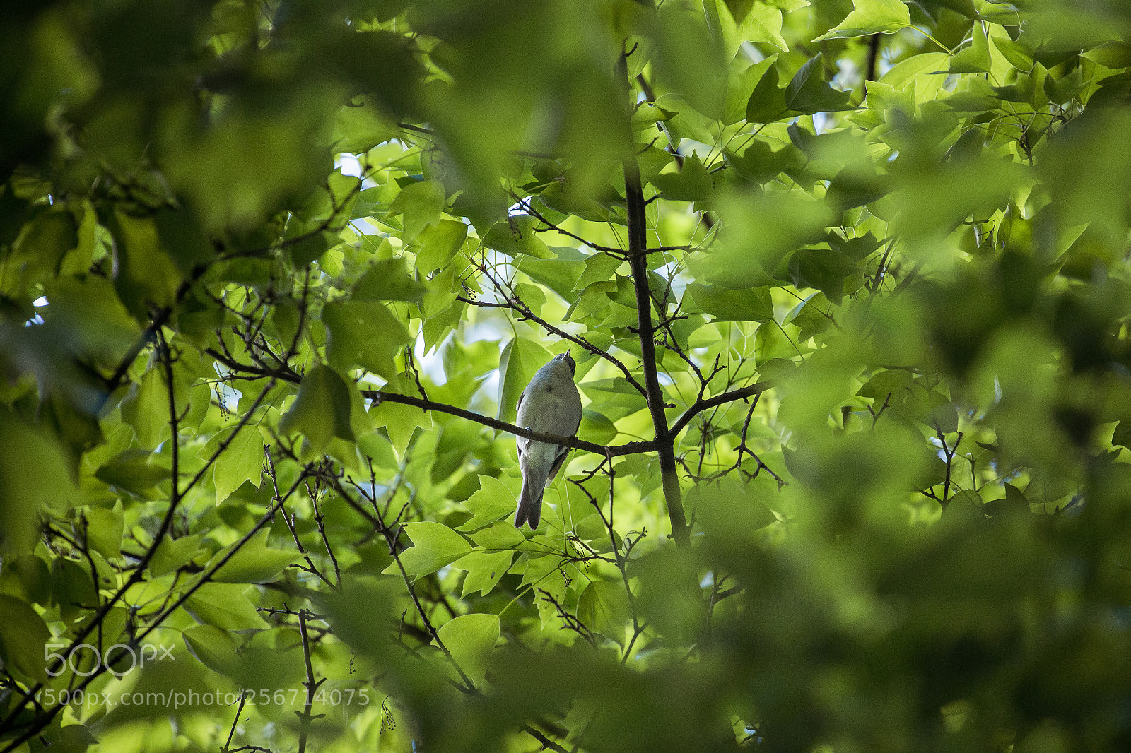 Canon EOS 6D sample photo. Between green leaves photography