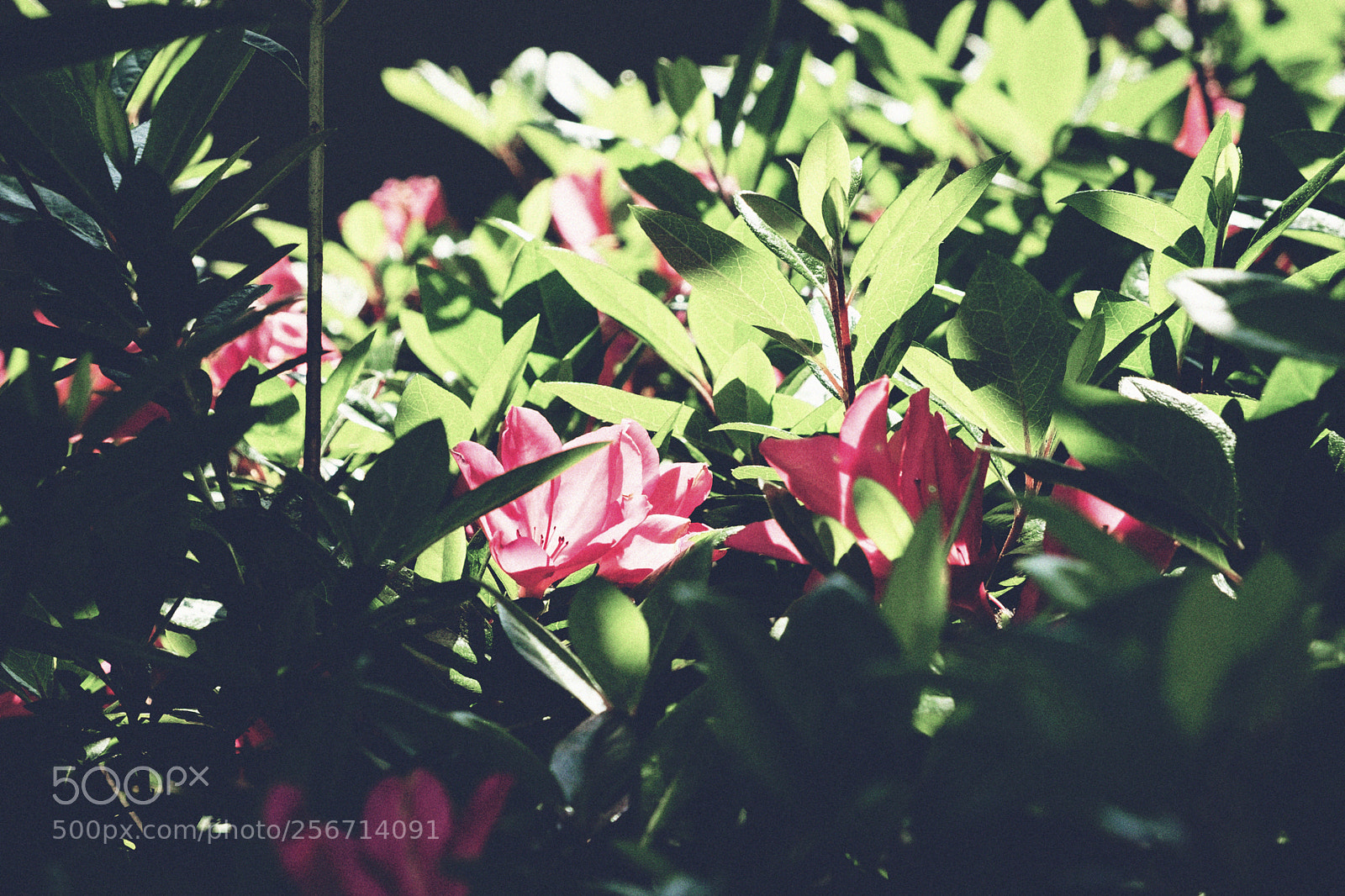 Fujifilm X-T10 sample photo. Tsutsuji photography