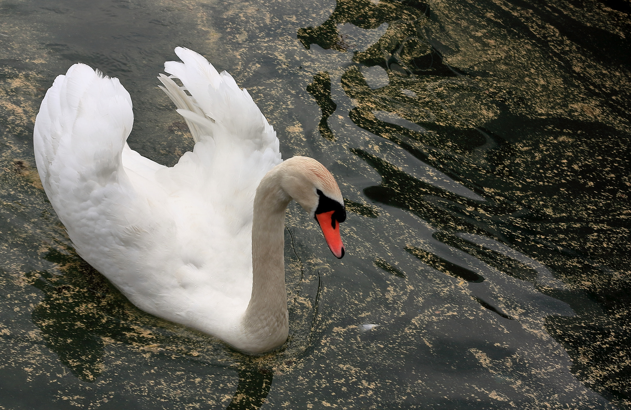 Canon EOS 450D (EOS Rebel XSi / EOS Kiss X2) sample photo. Swan on a lake of gold photography