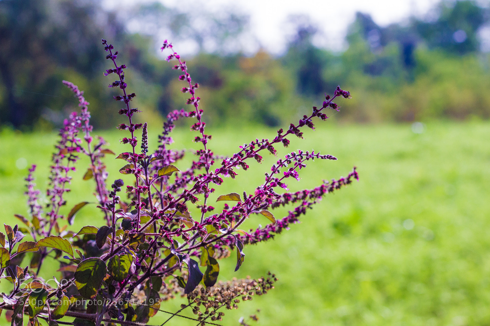Canon EOS 700D (EOS Rebel T5i / EOS Kiss X7i) sample photo. Tulsi photography