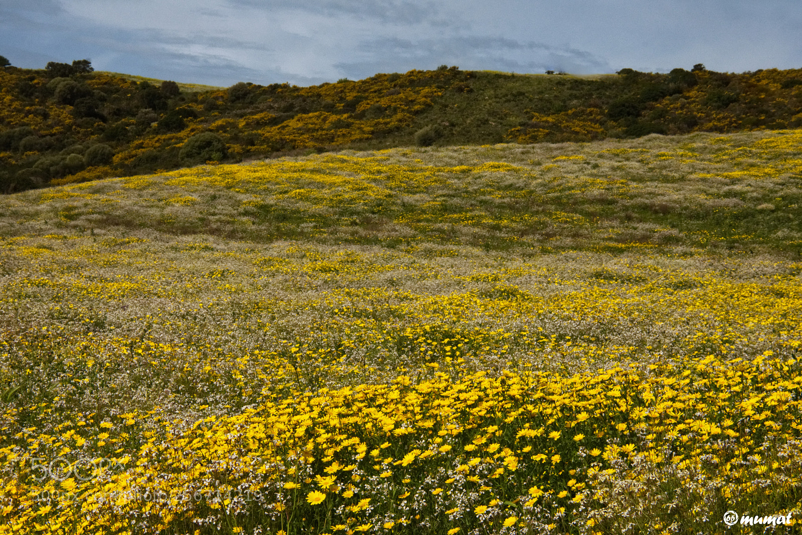 Nikon D7200 sample photo. Campagna photography
