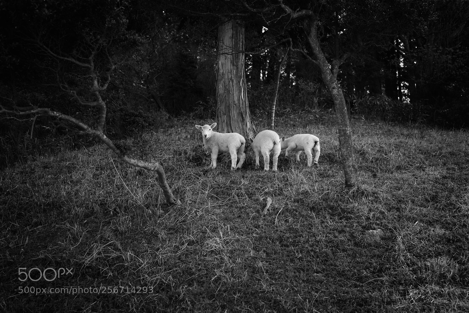 Nikon D750 sample photo. Lambs photography