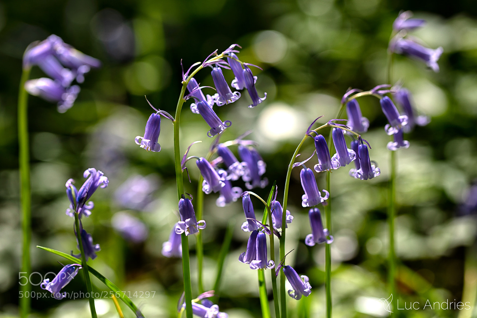 Canon EOS 5D Mark IV sample photo. Bluebells photography