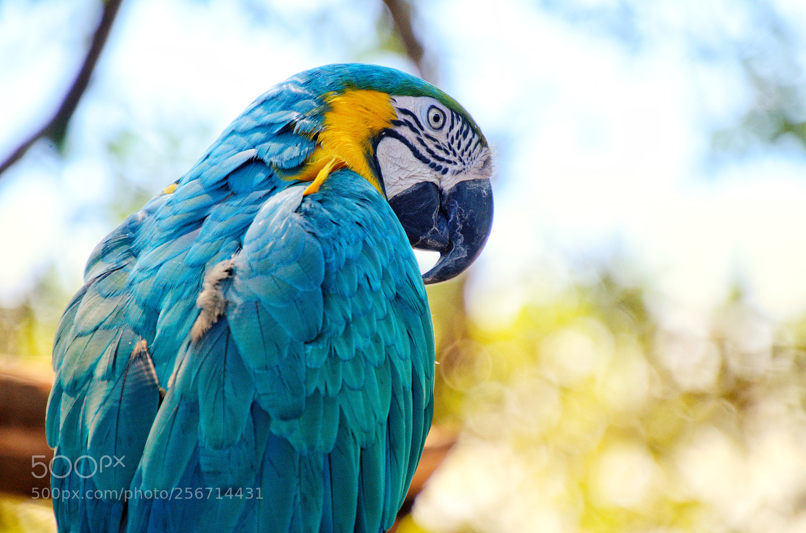 Nikon D5100 sample photo. Macaw blue photography