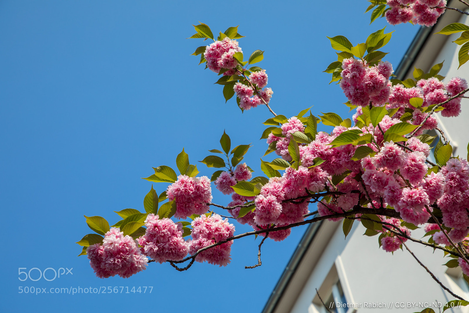 Canon EOS 5D Mark IV sample photo. Bonn, heerstraße photography