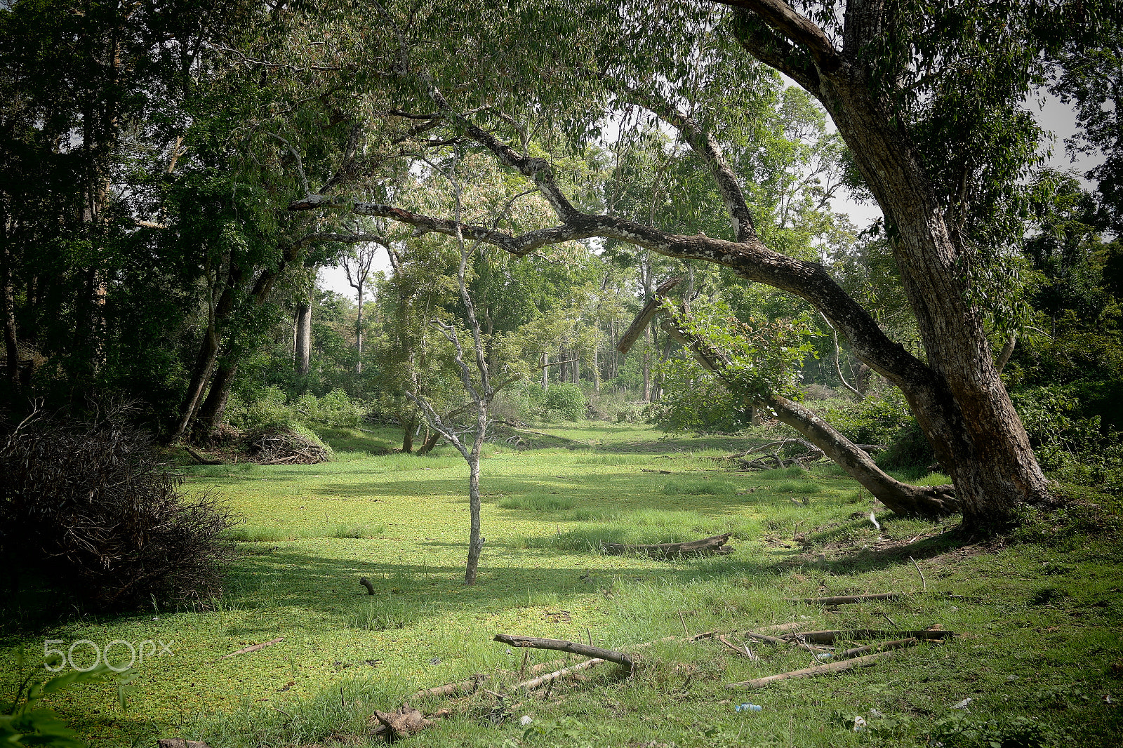 Samsung NX2000 sample photo. Muthanga wild life santurary photography