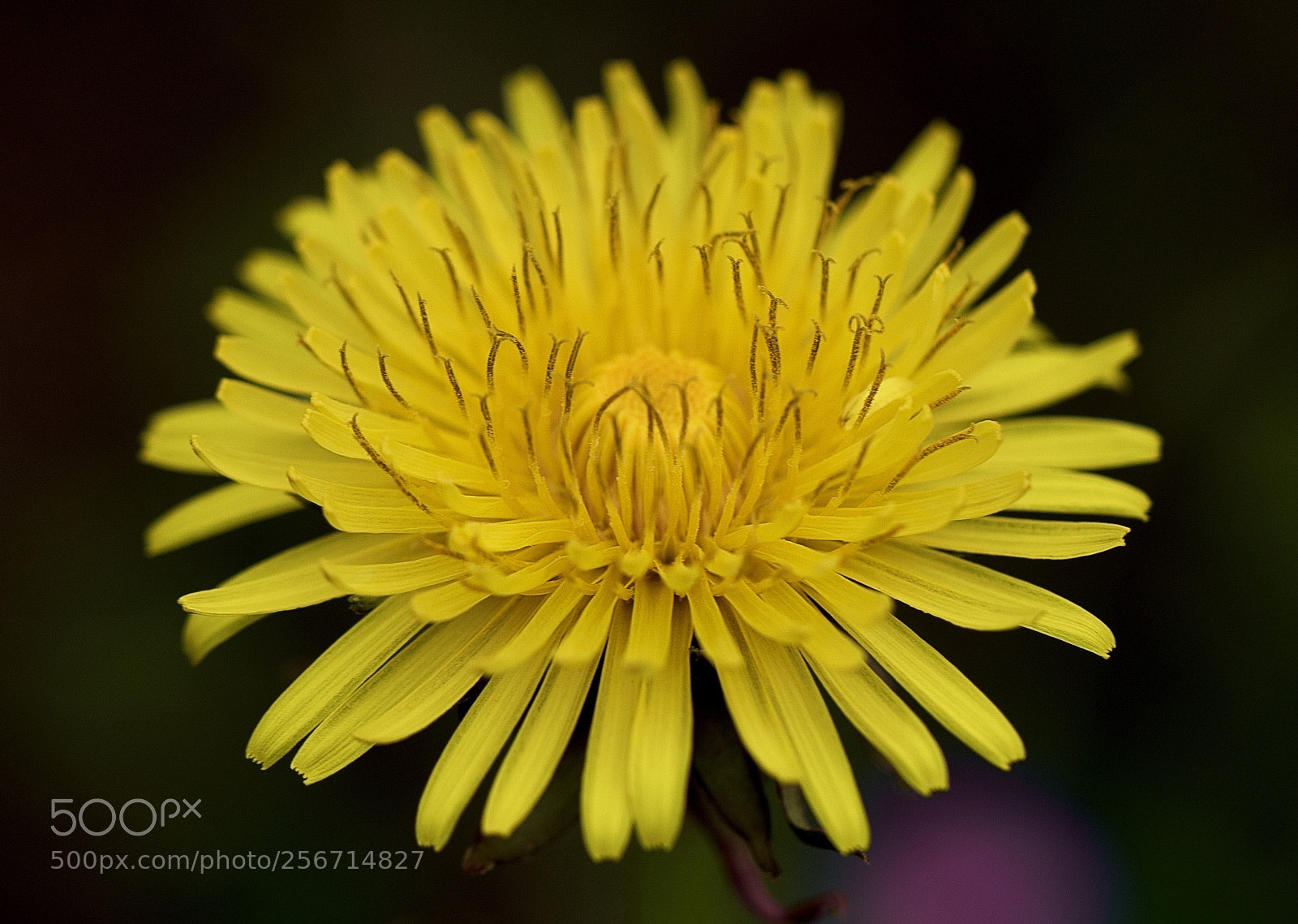 Canon EOS 7D Mark II sample photo. Petals photography
