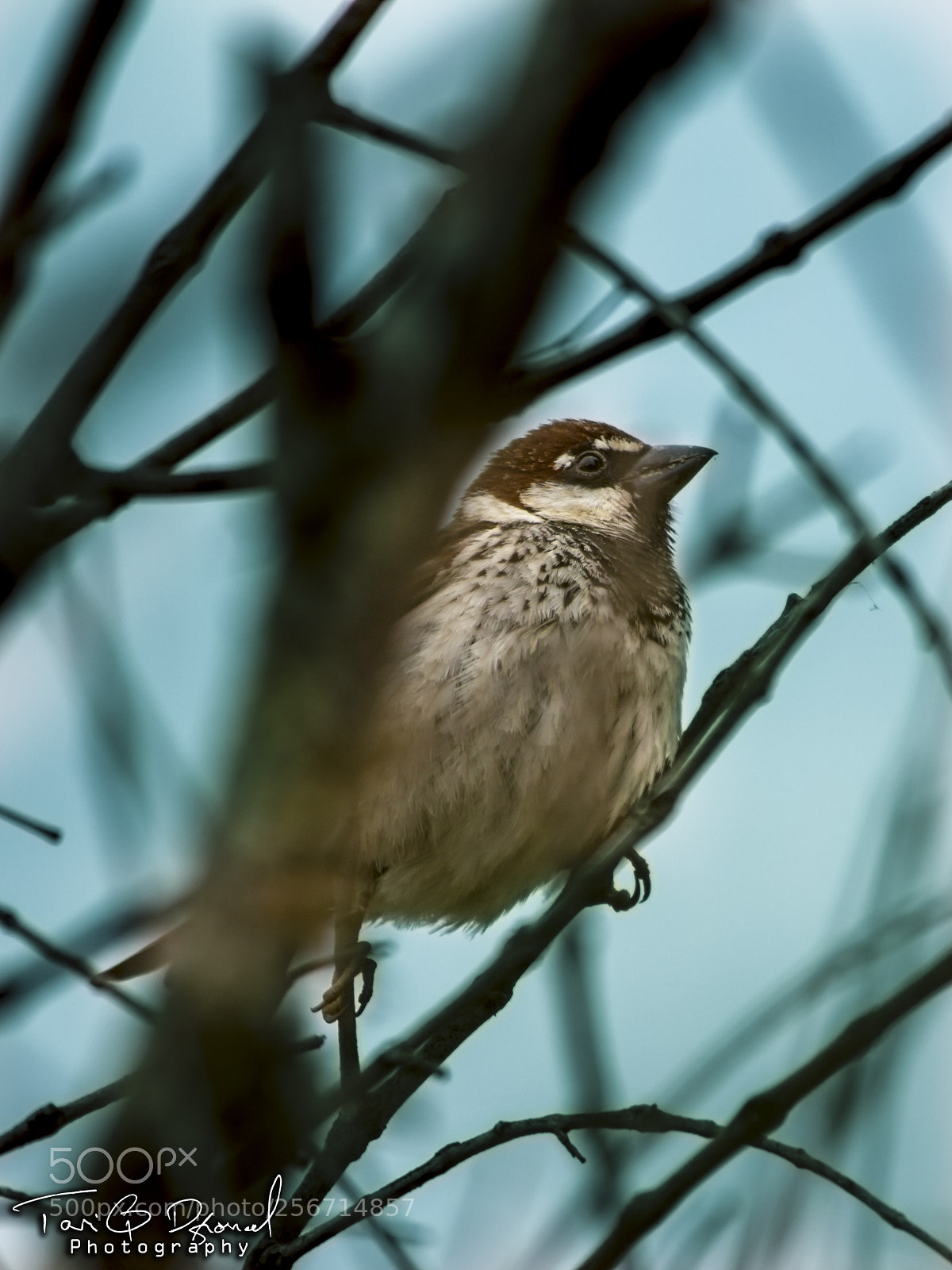 Canon EOS 700D (EOS Rebel T5i / EOS Kiss X7i) sample photo. Sparrows photography