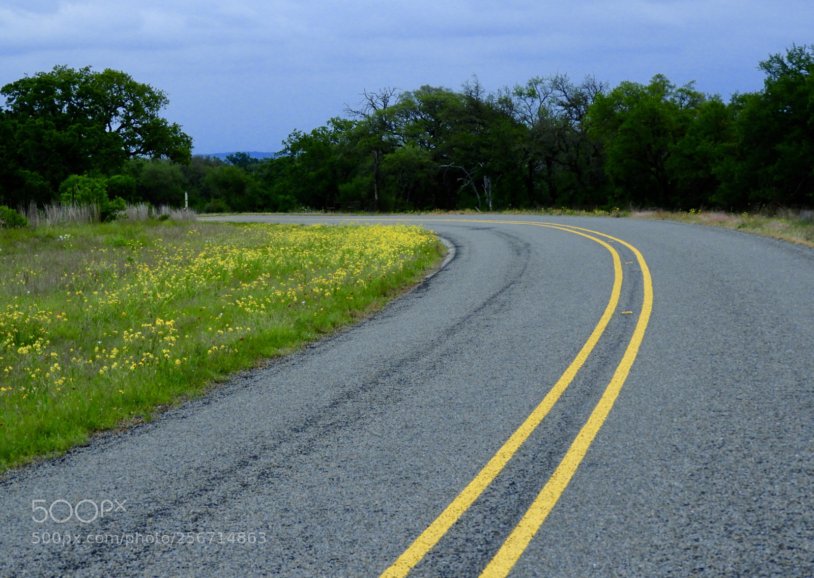 Nikon Coolpix B700 sample photo. Color coordinated wildflowers photography