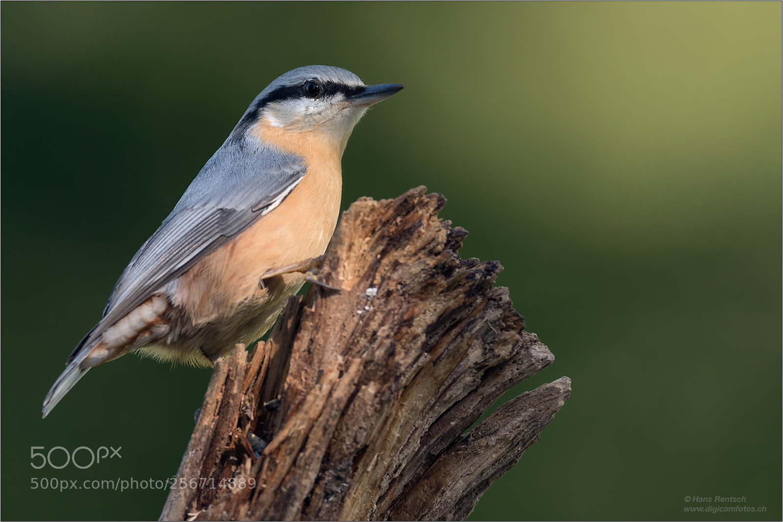 Nikon D5 sample photo. Eurasian nuthatch photography