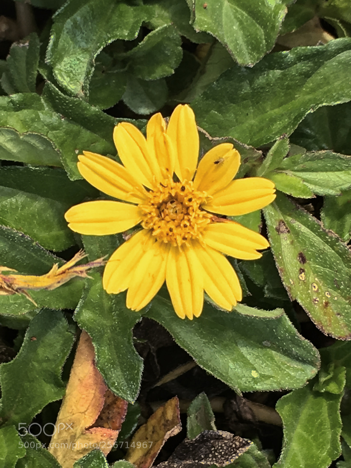 Apple iPhone SE sample photo. Flowers photography