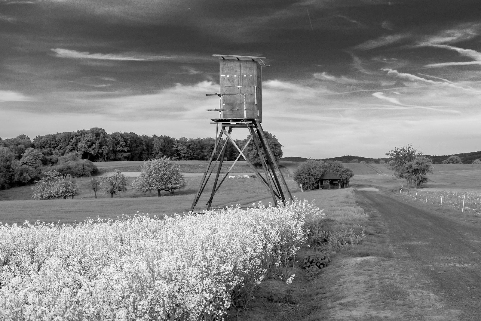 Nikon D850 sample photo. Country photography
