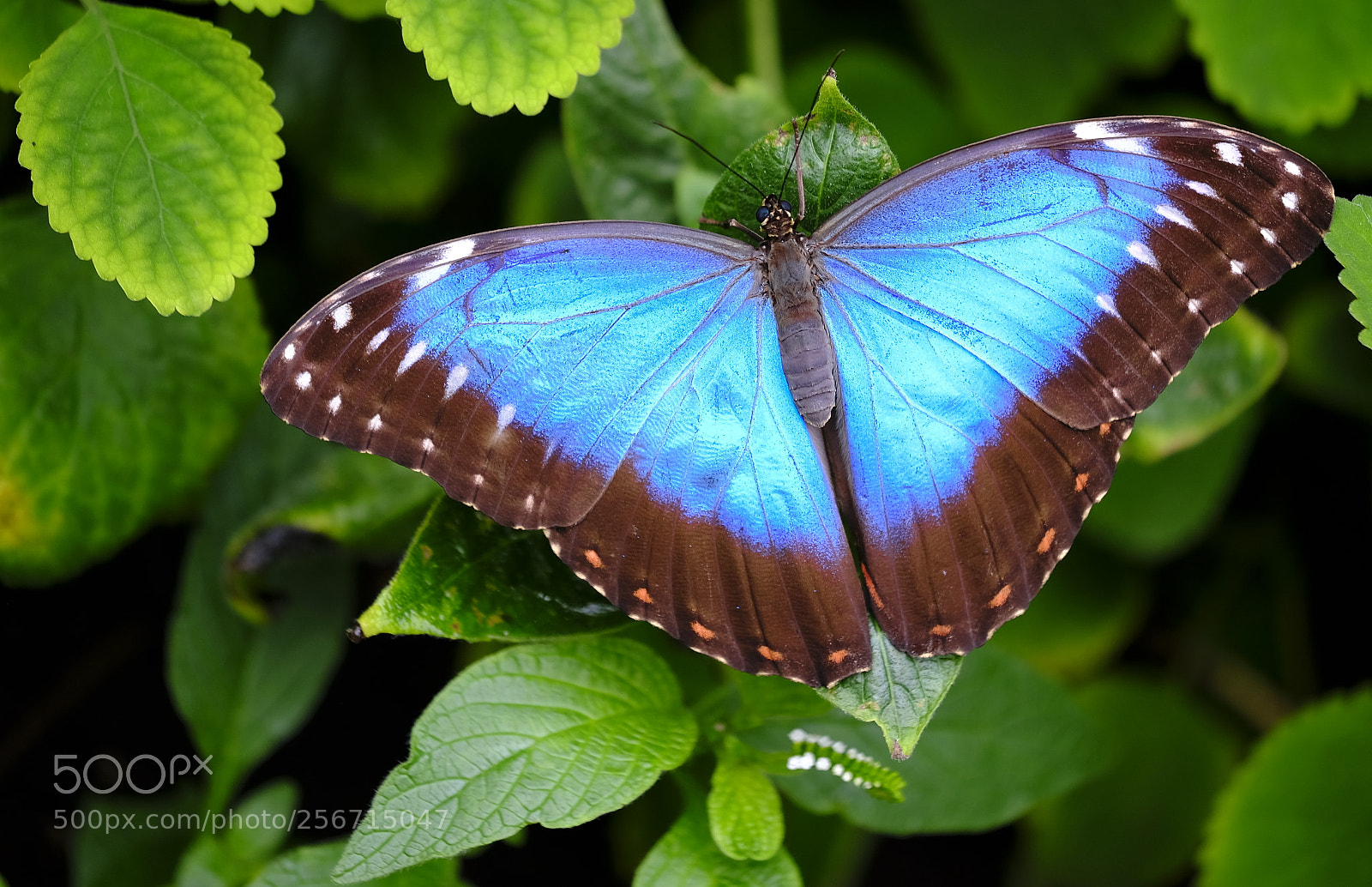 Fujifilm X-H1 sample photo. Intense blue photography