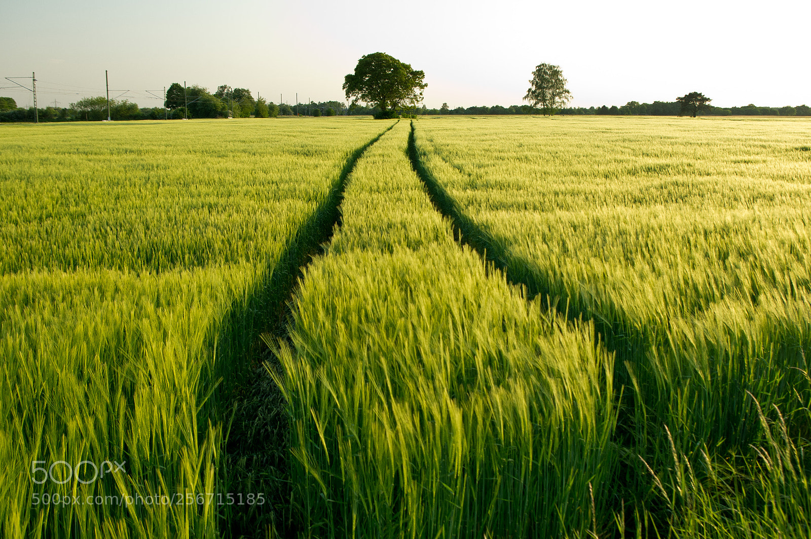 Pentax K-r sample photo. Der weg durchs getreidefeld photography