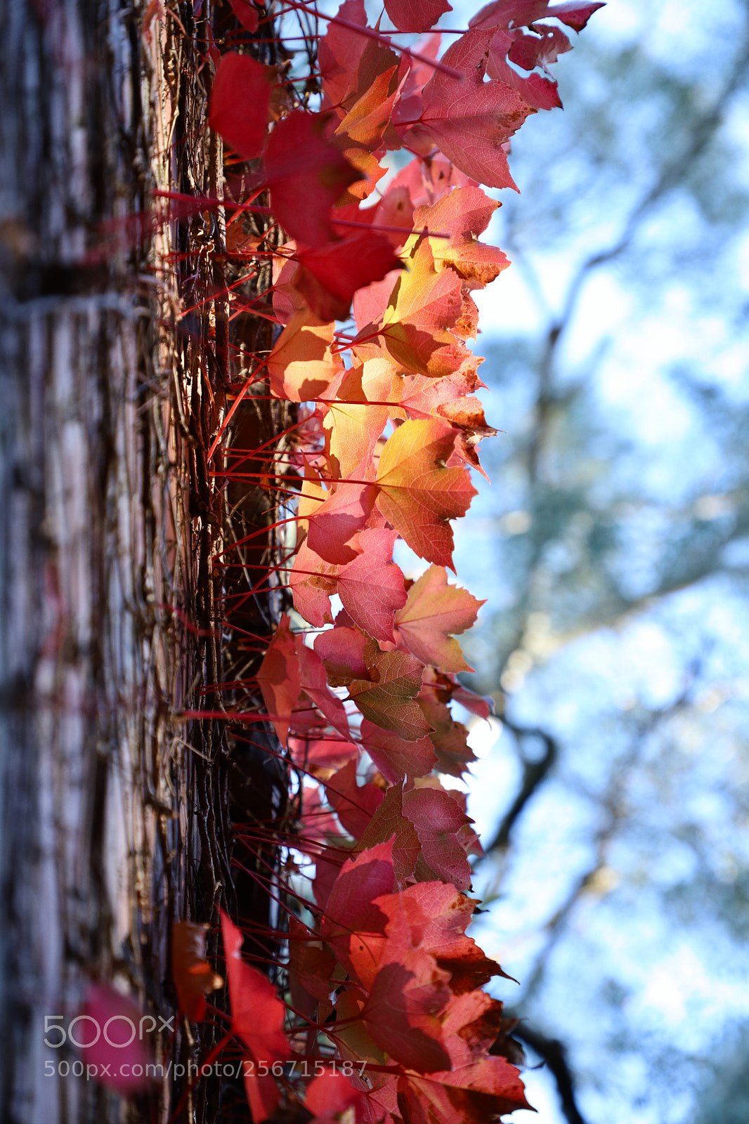 Canon EOS 6D Mark II sample photo. Untitled photography