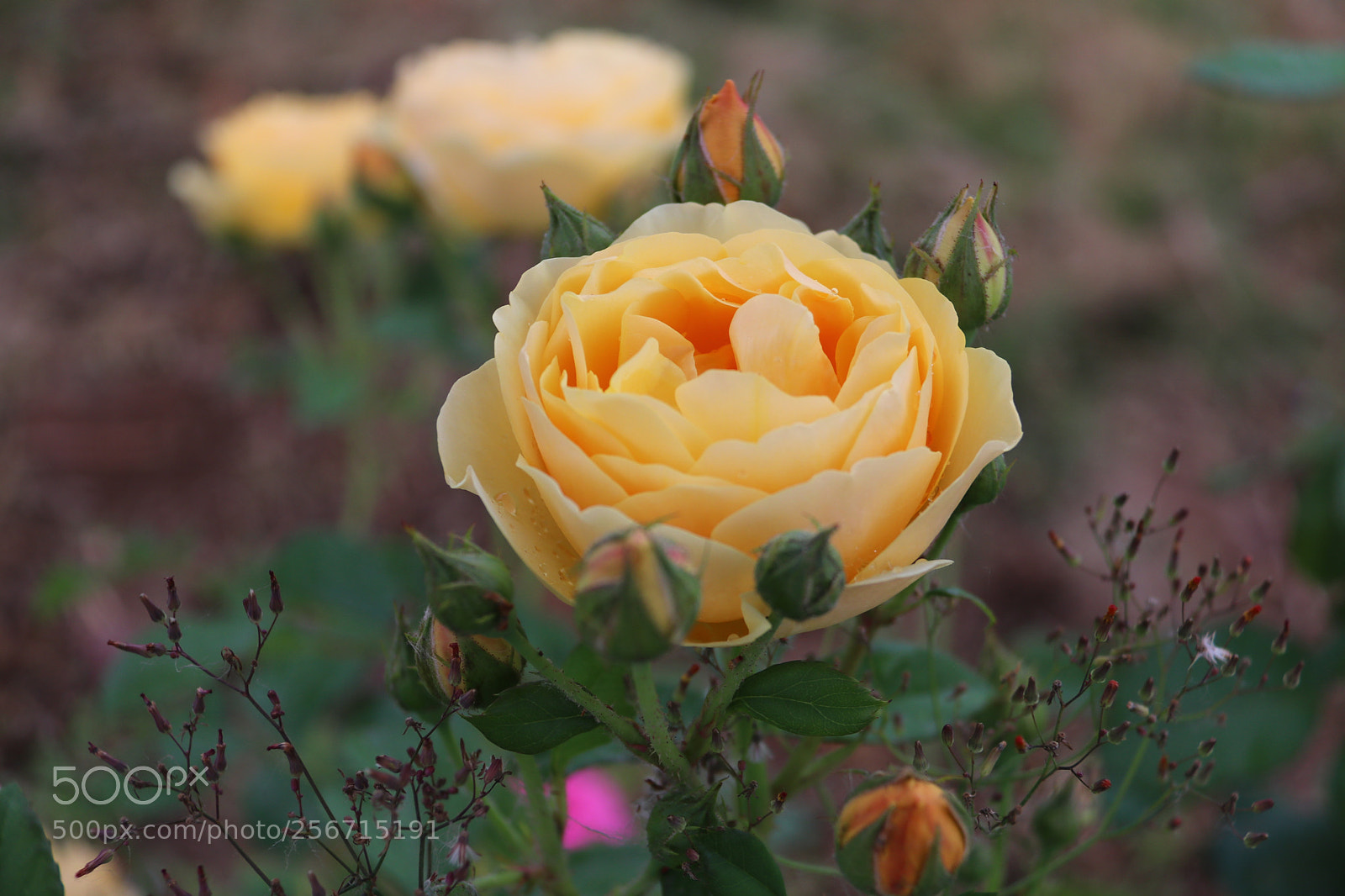 Canon EOS 80D sample photo. 黄色月季花 photography