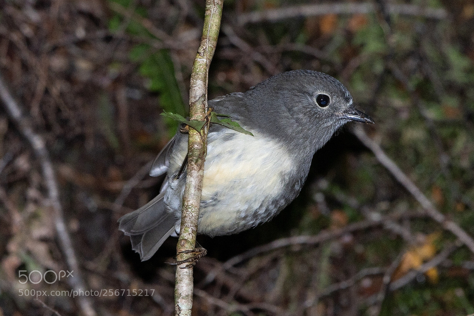 Nikon D500 sample photo. Si robin toutouwai petroica photography