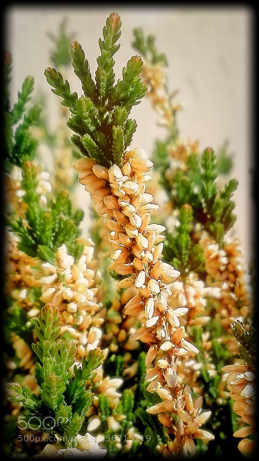 HUAWEI P8 Lite sample photo. Untitled photography
