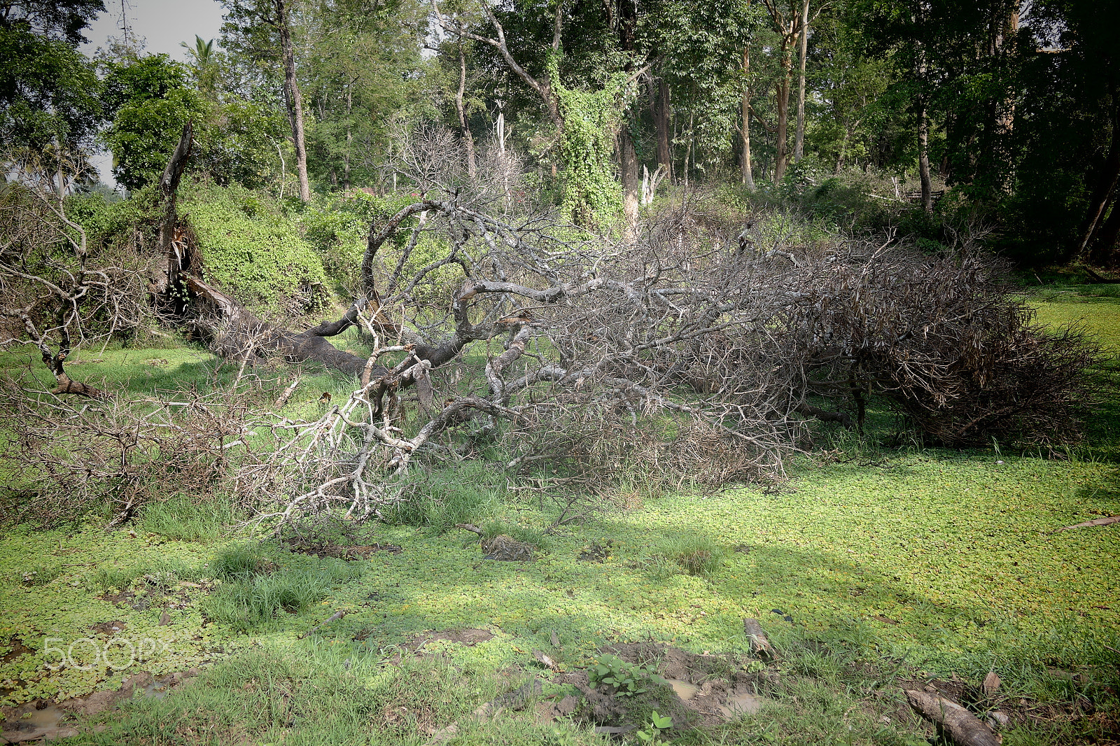 Samsung NX2000 sample photo. Muthanga wild life santurary photography