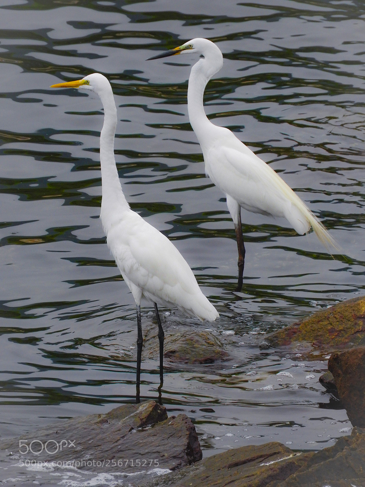 Nikon Coolpix B700 sample photo. Two great egret photography