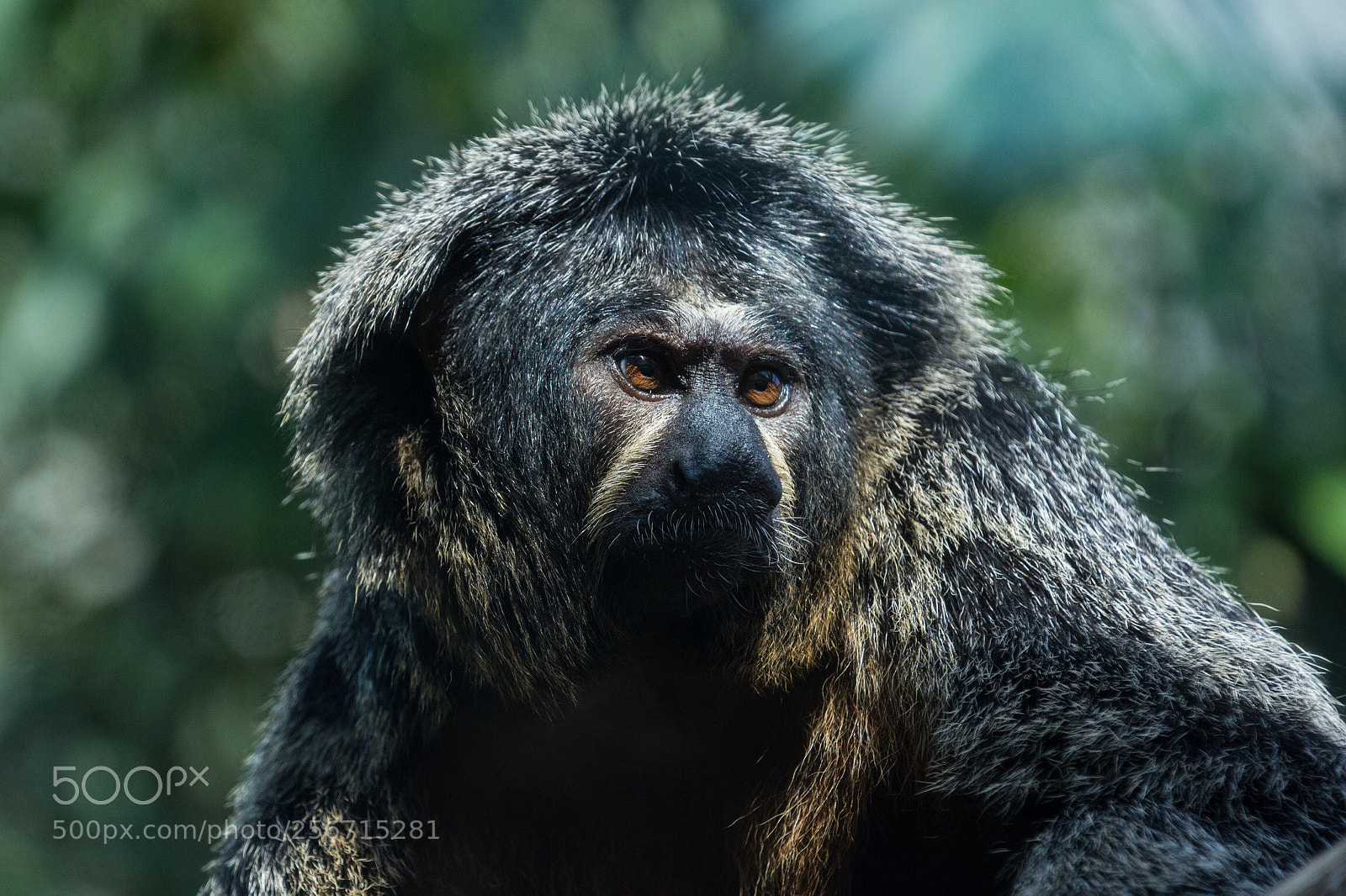 Nikon D7100 sample photo. Jungle bokeh... photography