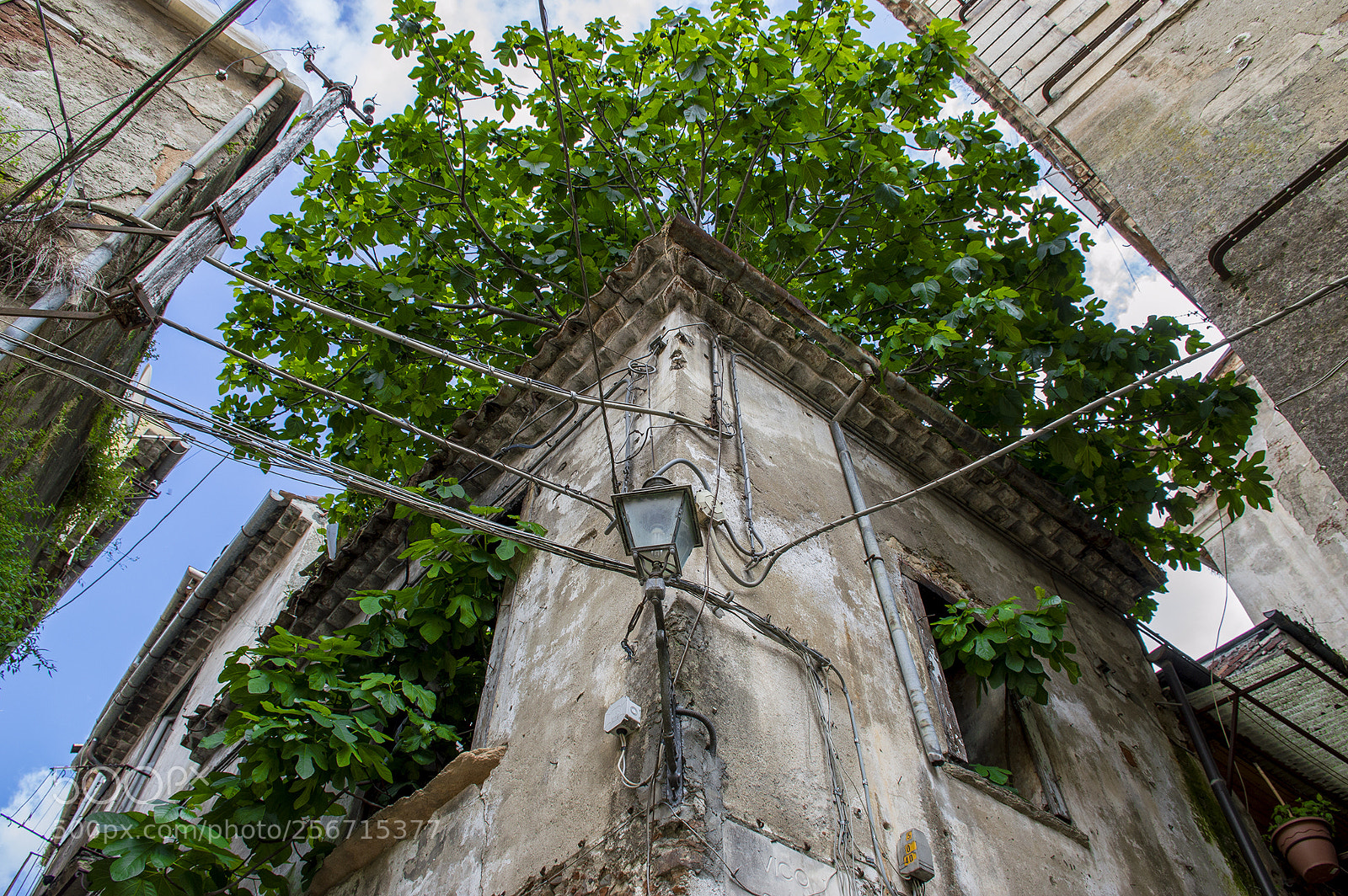 Nikon D3200 sample photo. Fico in casa photography